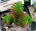 Haworthia viscosa 1.jpg