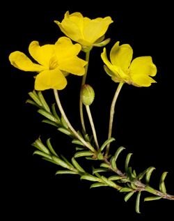 Hibbertia lineata (15418387005).jpg