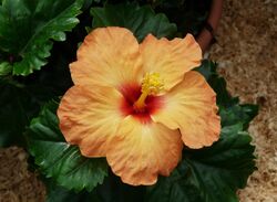 Hibiscus A.JPG