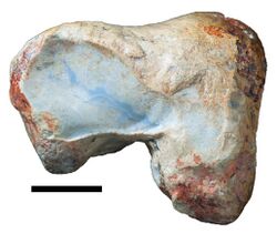 Holotype of Fulgurotherium australe.jpg