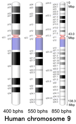 Human chromosome 09 - 400 550 850 bphs.png