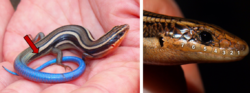 Identifying the Western Skink.png