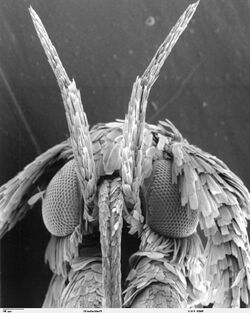 Insect SEM gracilariidae.jpg