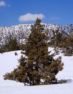 Juniperus Tree Ziarat Chotair 2011..JPG