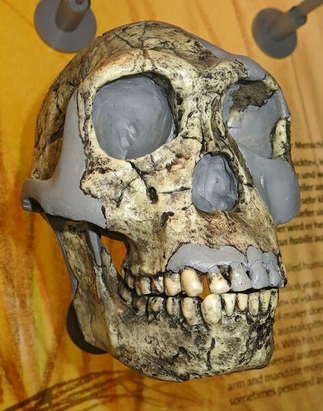 File:KNM-ER 1813 skull.jpg