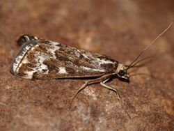 Karoo Moth (Loxostege frustalis) (30569217424).jpg