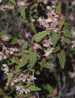 Lasiopetalum molle.jpg