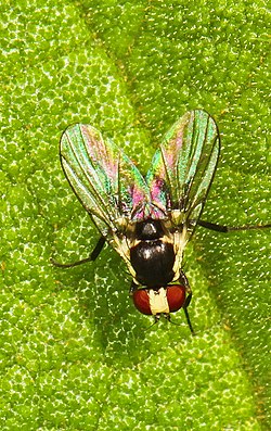 Leaf Miner Fly - Calycomyza species, Fern Forest Nature Center, Coconut Creek, Florida.jpg