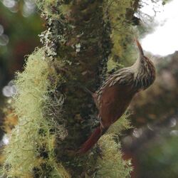 Lepidocolaptes squamatus Scaled Woodcreeper.JPG