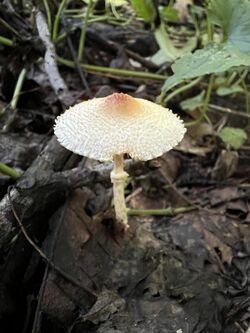 Lepiota maculans imported from iNaturalist photo 222340859 on 25 October 2023.jpg