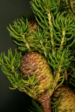 Leucadendron teretifolium 1DS-II 3-5501.jpg