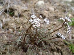 Lomatium geyeri 5.jpg