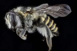 Megachile deceptrix f.jpg