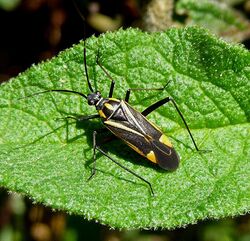 Mirid Bug. Hadrodemus m-flavum - Flickr - gailhampshire.jpg