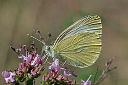 Mountain small white (Pieris ergane) Bulgaria.jpg