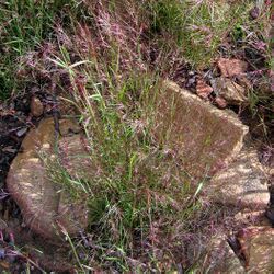 Muhlenbergia microsperma 001.jpg