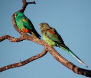 The females have a brown head and neck, a green belly, and blue-green wings and tail. The males are blue-green with orange shoulders and mark above the beak, and red ankles