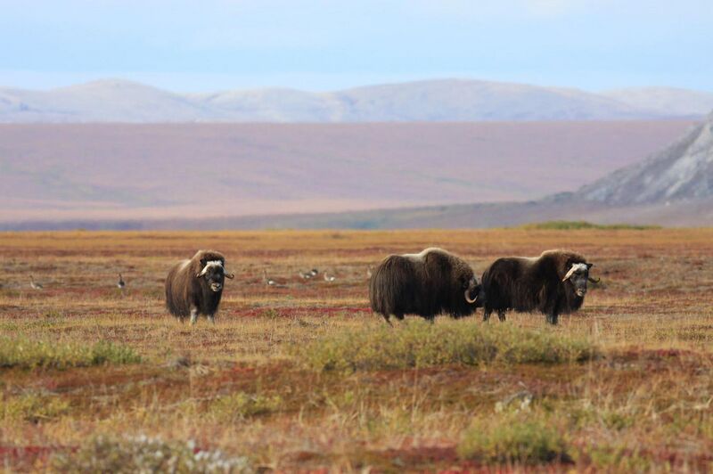 File:Muskox and Geese.jpg