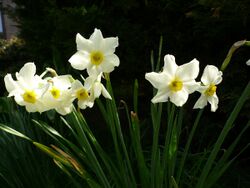 Narcissus medioluteus2.jpg