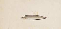 Naturalis Biodiversity Center - RMNH.ART.156 - Sirembo imberbis (Temminck and Schlegel) - Kawahara Keiga - 1823 - 1829 - Siebold Collection - pencil drawing - water colour.jpeg