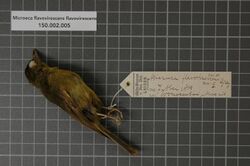 Naturalis Biodiversity Center - RMNH.AVES.135033 1 - Microeca flavovirescens flavovirescens Gray, 1858 - Eopsaltriidae - bird skin specimen.jpeg