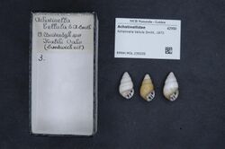 Naturalis Biodiversity Center - RMNH.MOL.239209 - Achatinella bellula Smith, 1873 - Achatinellidae - Mollusc shell.jpeg