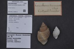 Naturalis Biodiversity Center - ZMA.MOLL.162001.2 - Solatia buccinoides (Sowerby, 1832) - Cancellariidae - Mollusc shell.jpeg