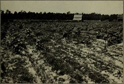Effects of "Neocosmospora vasinfecta" on a cotton field