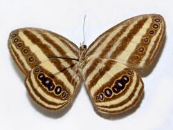 Nymphalidae - Ragadia crisilda.JPG