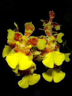 Oncidium auriferum Orchi 08.jpg