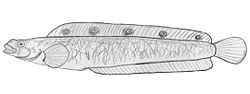 Opisthocentrus ocellatus.jpg