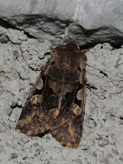 Orthosia gothica (1).JPG