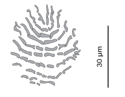 Parasite140133-fig2 Pseudorhabdosynochus regius (Diplectanidae) Squamodisc 2H.png