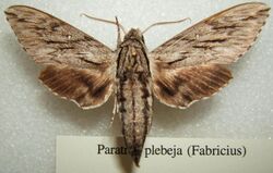 Paratrea plebeja sjh.JPG