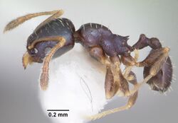 Pheidole metallescens casent0104412 profile 1.jpg