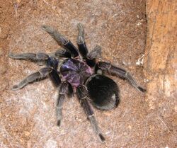 Phormictopus cancerides cancerides 06.JPG