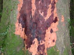Necrotic bark on an infected beech tree