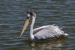 Pink-backed Pelican - Naivasha - Kenya 50276 (15205474549).jpg