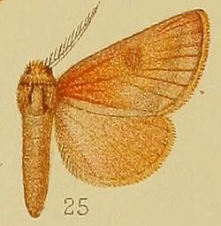 Pl.39-fig.25-Clostera ferruginea (Hampson, 1910).JPG