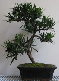 Podocarpus macrophyllus bonsai.jpg
