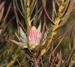 Protea odorata 15627760.jpg