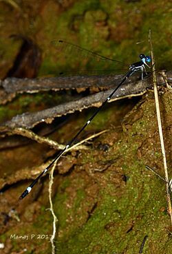 Protosticta hearseyi by Manoj P.jpg