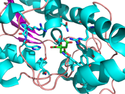 Proximal Residues Bound To Citrate in Active Site of PGM.png