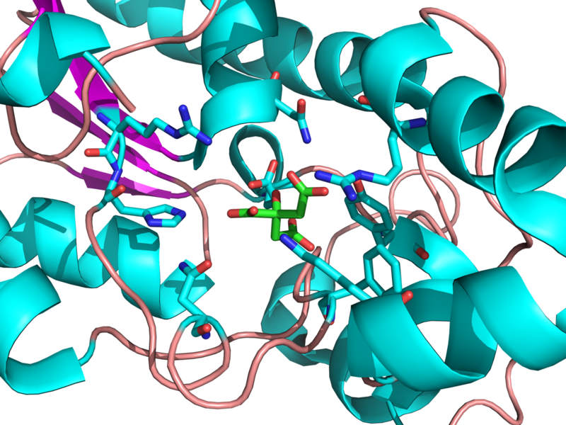 File:Proximal Residues Bound To Citrate in Active Site of PGM.png