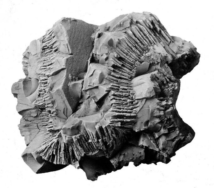 File:Pyrolusite - USGS ID Stose, GW 1425.jpg