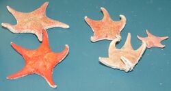 Red starfish, Odontaster validus.jpg