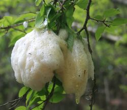 Foam nest hanging from a tree branch