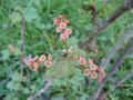 Ribes spicatum (Flower).jpg