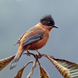 Rufous sibia (Heterophasia capistrata nigriceps) Phulchowki.jpg