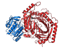 S. marcescens anthranilate synthase dimer PDB=1i7q.png